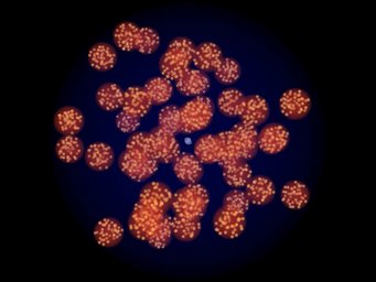 Image: T. Müller / J. Stern Image: T. Müller / J. Stern